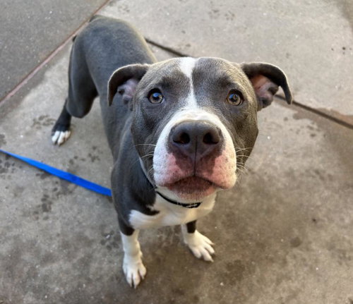 picture of the dog needing adoption