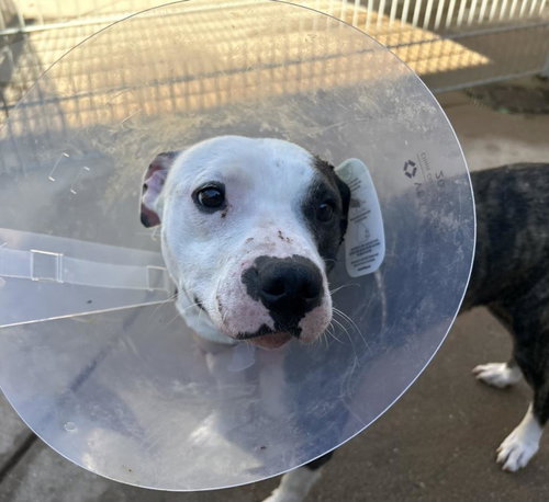 FERGIE, an adoptable Pit Bull Terrier in Martinez, CA