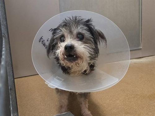 TIANA, an adoptable Yorkshire Terrier Yorkie in Martinez, CA