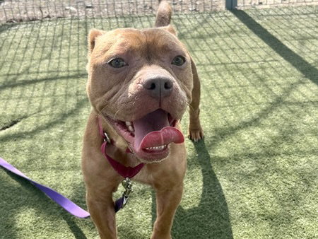 MARLA, an adoptable Pit Bull Terrier in Martinez, CA