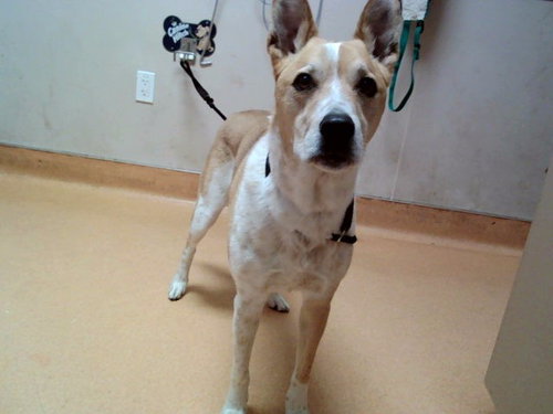 picture of the dog needing adoption