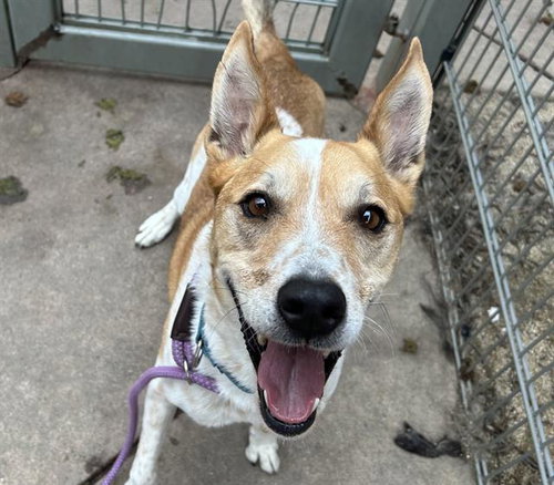 KODA, an adoptable Australian Cattle Dog in Martinez, CA