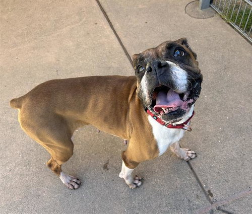 PEACHES, an adoptable Boxer in Martinez, CA