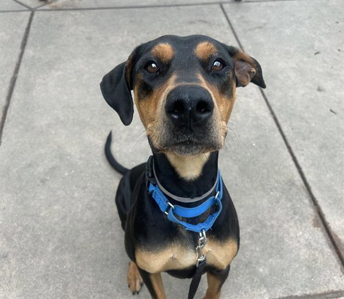 EILONY, an adoptable Doberman Pinscher in Martinez, CA