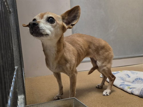 COLETTE, an adoptable Chihuahua in Martinez, CA