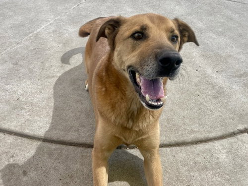picture of the dog needing adoption