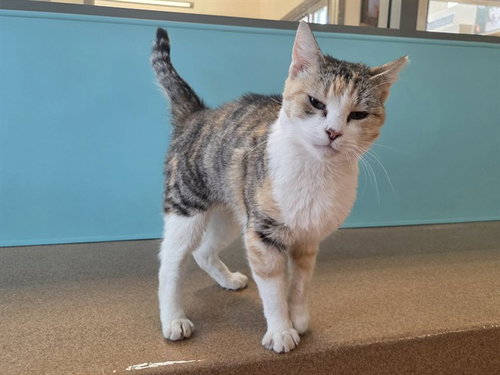 BULMA, an adoptable Domestic Short Hair in Martinez, CA