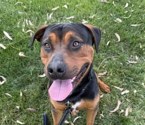 KOVU, an adoptable Rottweiler in Martinez, CA