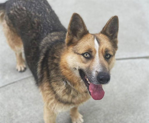 LUNA, an adoptable German Shepherd Dog in Martinez, CA