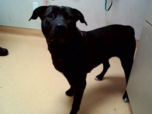 ZARA, an adoptable Pit Bull Terrier in Martinez, CA
