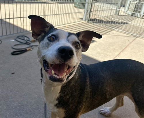 SUGAR, an adoptable Pit Bull Terrier in Martinez, CA