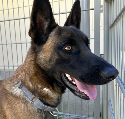 LOGAN, an adoptable Belgian Shepherd Malinois in Martinez, CA