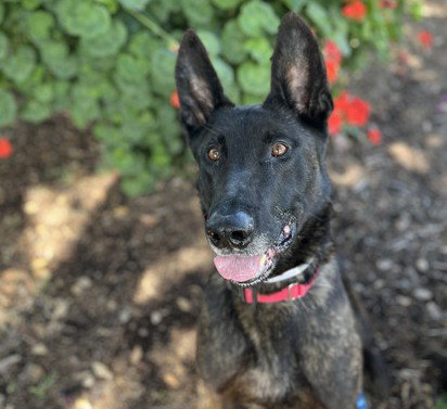 SPOCK, an adoptable Dutch Shepherd in Martinez, CA