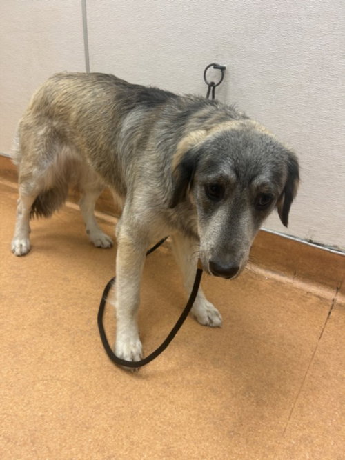 SYLVIA, an adoptable Great Pyrenees in Martinez, CA