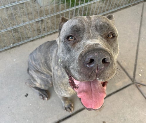 LUNA, an adoptable Cane Corso Mastiff in Martinez, CA