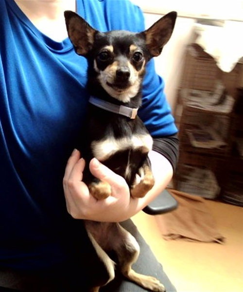 MYSTIQUE, an adoptable Chihuahua in Martinez, CA