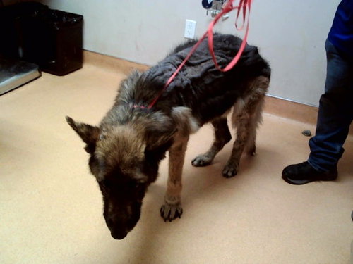 TIOGA, an adoptable German Shepherd Dog in Martinez, CA