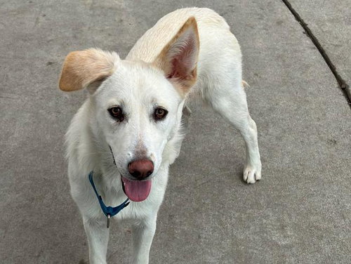 SCOUT, an adoptable Siberian Husky in Martinez, CA