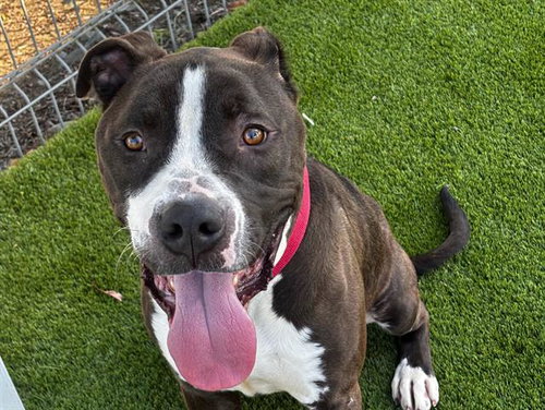 TYR, an adoptable Pit Bull Terrier in Martinez, CA