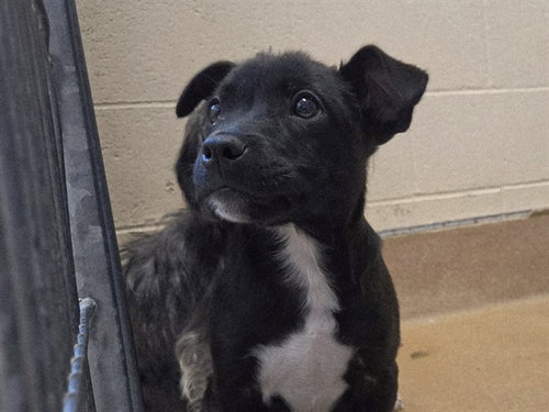 picture of the dog needing adoption