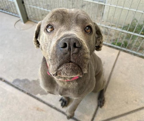 BLEU, an adoptable Cane Corso Mastiff in Martinez, CA