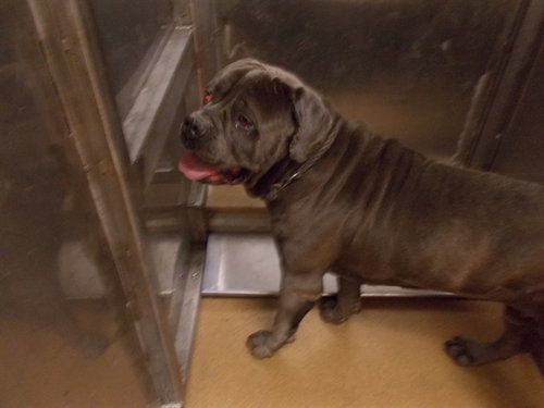 CEASAR, an adoptable Cane Corso Mastiff in Martinez, CA