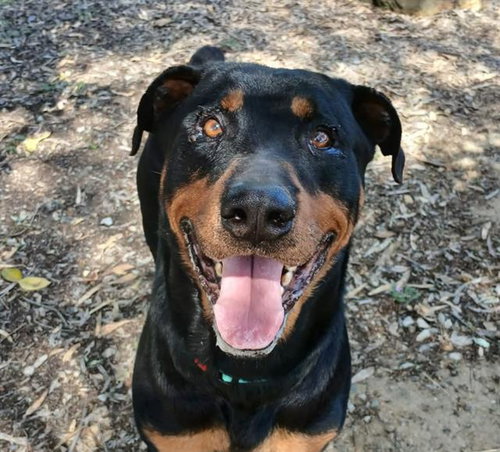 ABU, an adoptable Rottweiler in Martinez, CA