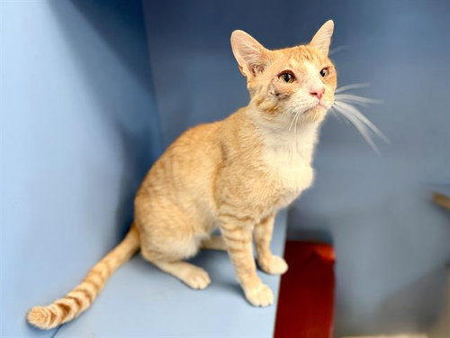 BIG CHEESE, Adult Domestic Short Hair (medium coat), cat for adoption in Oakley, California