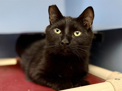 BATTY, Young Domestic Short Hair (medium coat), cat for adoption in Oakley, California