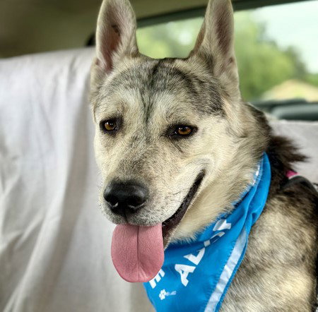 NIALL, an adoptable Siberian Husky in Martinez, CA