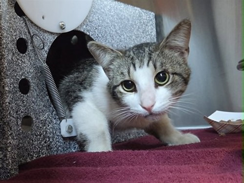 BUTTERBEAN, Adult Domestic Short Hair (medium coat), cat for adoption in Oakley, California