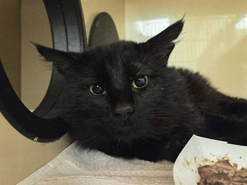 A1046268, Adult Domestic Short Hair (medium coat), cat for adoption in Oakley, California