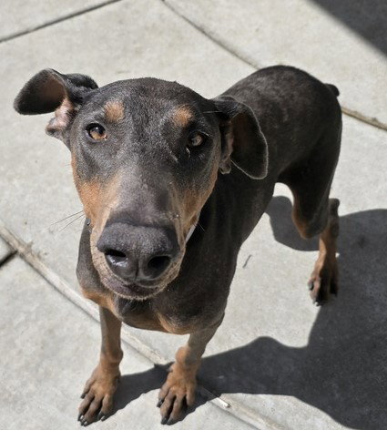 RUFUS, an adoptable Doberman Pinscher in Martinez, CA