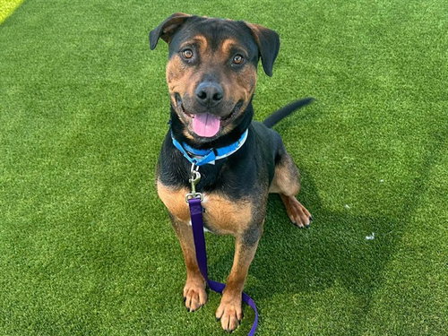 FRANK, an adoptable Rottweiler in Martinez, CA