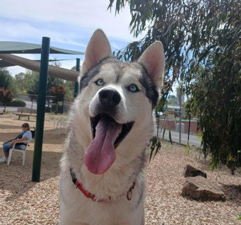 GREG, an adoptable Alaskan Malamute in Martinez, CA