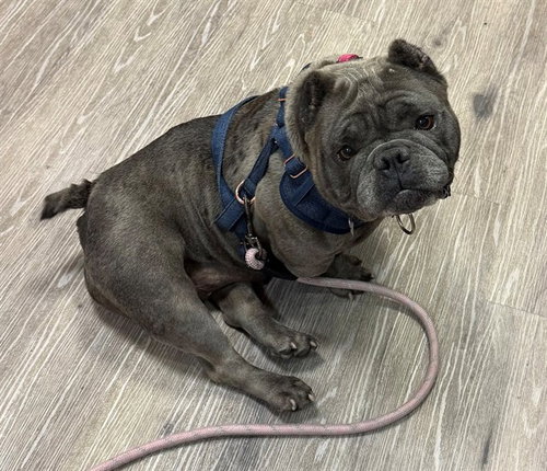 POPPY, an adoptable Bulldog in Martinez, CA