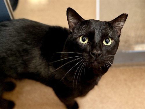 SIMBA, Adult Domestic Short Hair (medium coat), cat for adoption in San Rafael, California