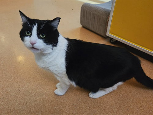MINTY, an adoptable Domestic Short Hair in Martinez, CA