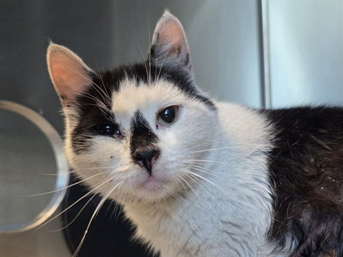 MINX, an adoptable Domestic Short Hair in Martinez, CA