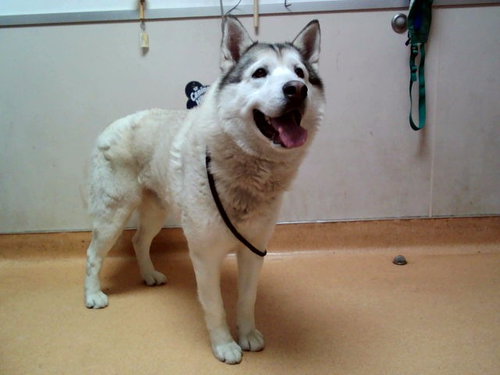 PATRICK STAR, an adoptable Alaskan Malamute in Martinez, CA