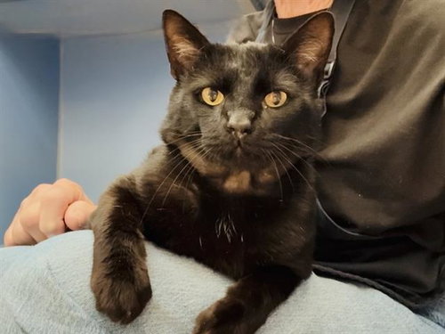 CHONKERS, Adult Domestic Short Hair (medium coat), cat for adoption in San Rafael, California