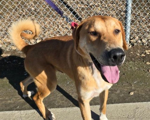 RED, an adoptable Labrador Retriever in Martinez, CA
