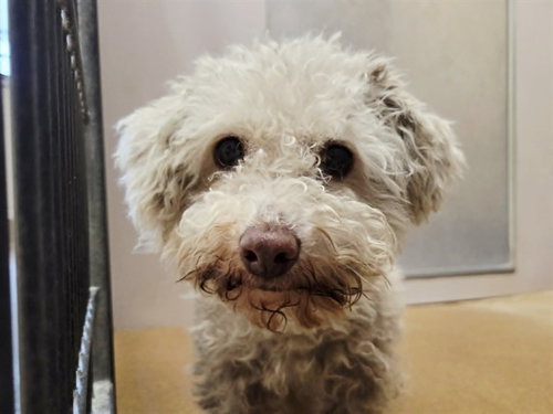CODY, an adoptable Poodle in Martinez, CA