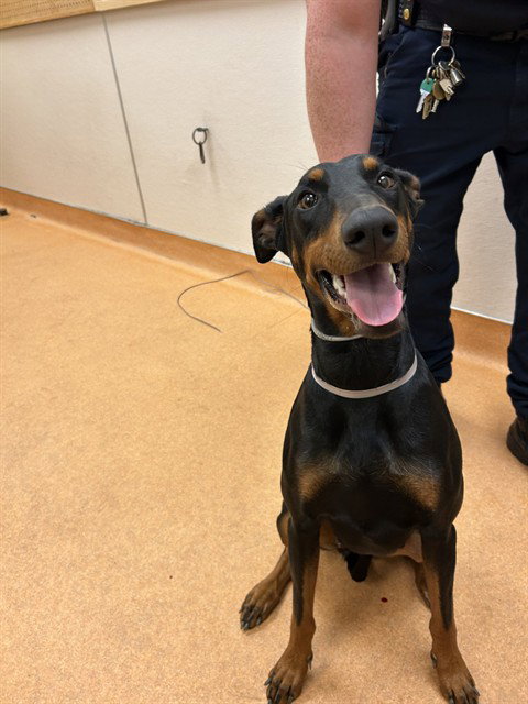 JOYSTICK, an adoptable Doberman Pinscher in Martinez, CA