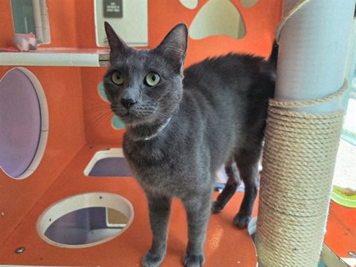 PHOEBE, an adoptable Domestic Short Hair in Martinez, CA