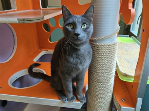 PHOEBE, Adult Domestic Short Hair (medium coat), cat for adoption in San Bruno, California