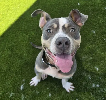Fernando - Pit Bull Terrier