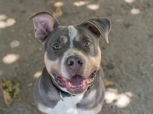 Fernando - Pit Bull Terrier