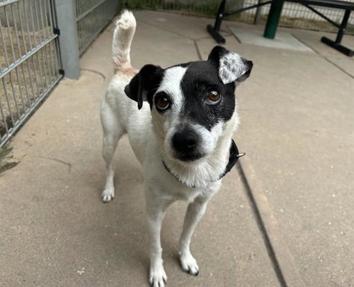 MALCOLM, an adoptable Jack Russell Terrier in Martinez, CA