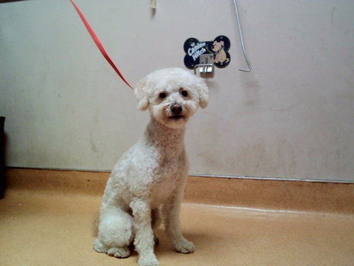 YOSHI, an adoptable Maltese in Martinez, CA